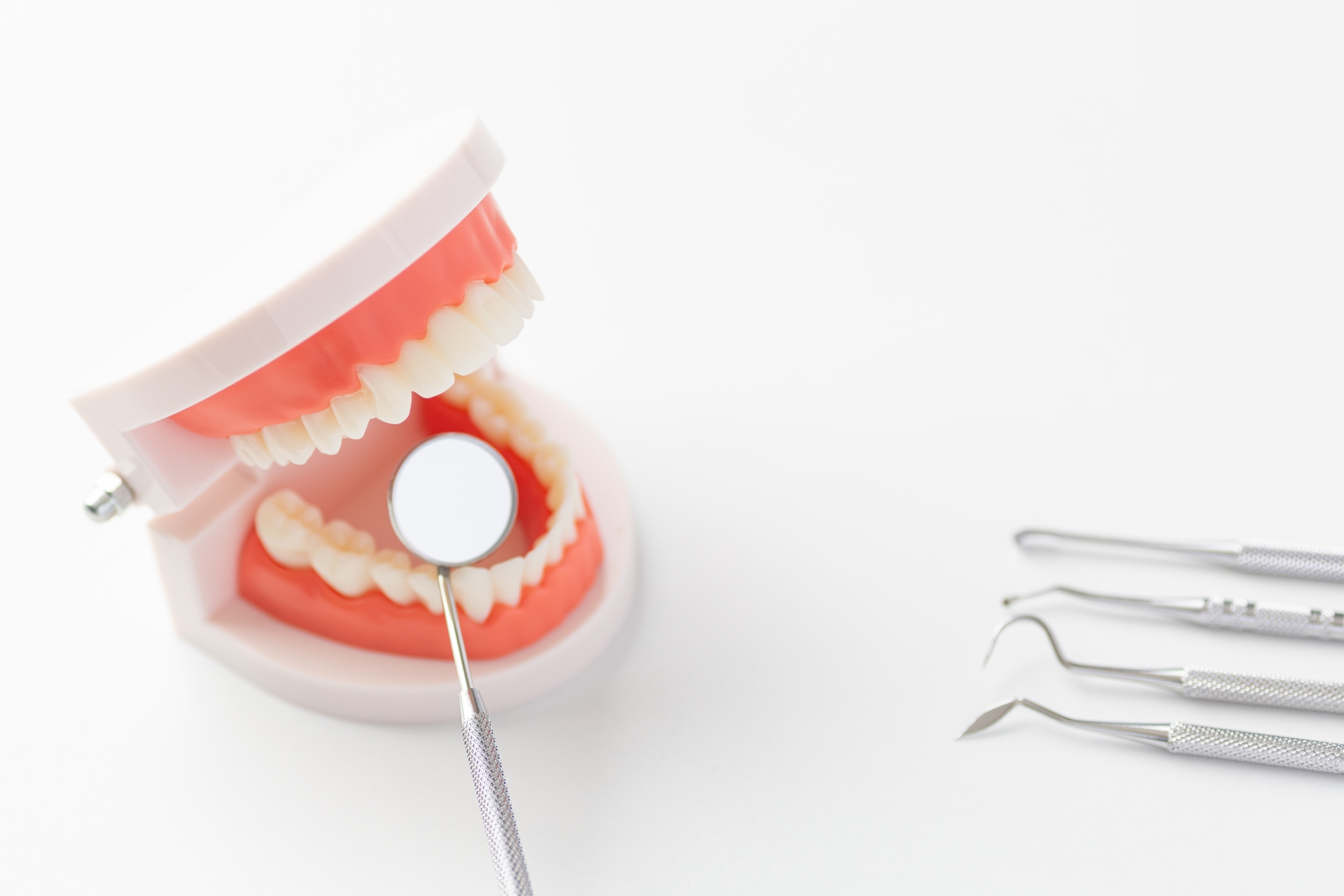 歯の模型とデンタルケアイメージ